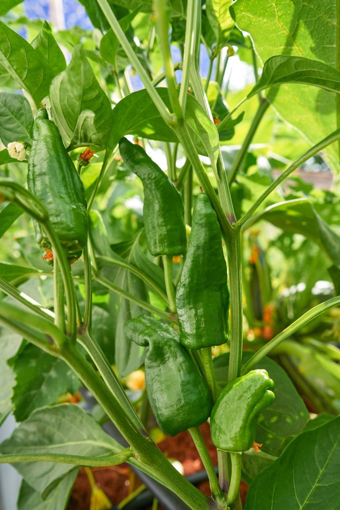 Little padron peppers growing in plant orchard at urban garden