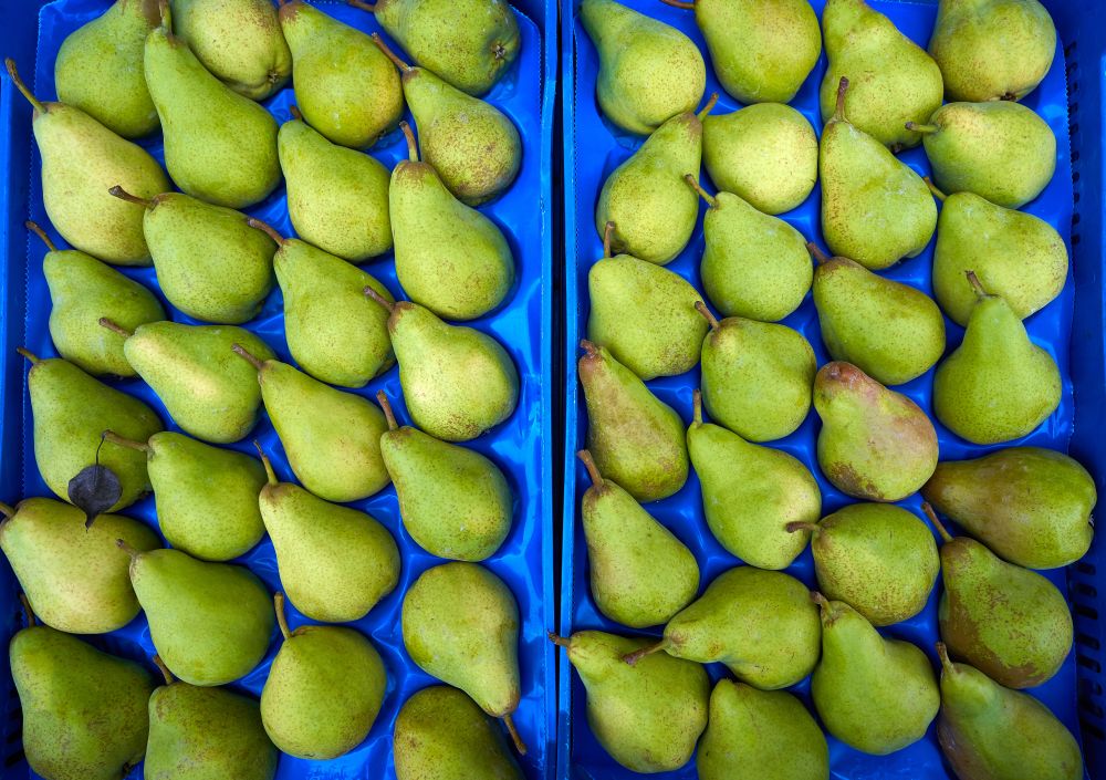 Pears in an outdoor market in rows
