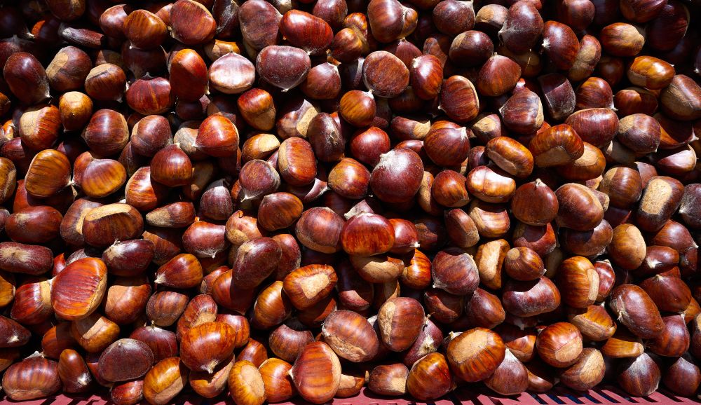 Chesnut nuts background pattern in Granada at Alpujarras of Spain