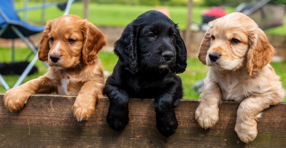 Three Cute Brown and Black Puppies or Puppy Dogs Leaning on a Fence