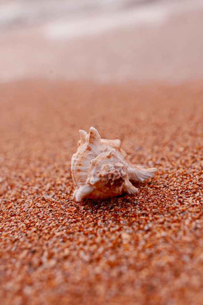 Exotic tropical shell on coarse sand, shallow DOF , copyspace. exotic tropical shell on coarse sand