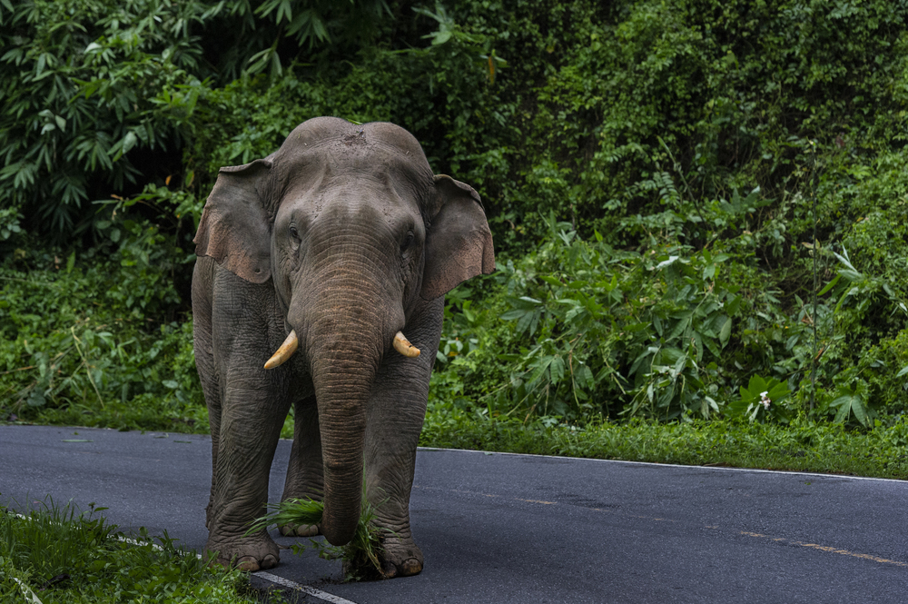 Wild Asian Elephant tusker on road in Khao Yai National Park, Thailand