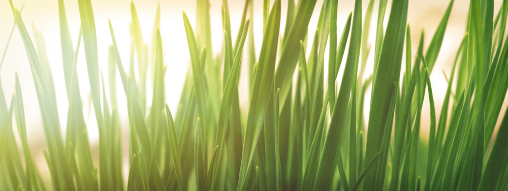 Spring or summer natural background with fresh green grass