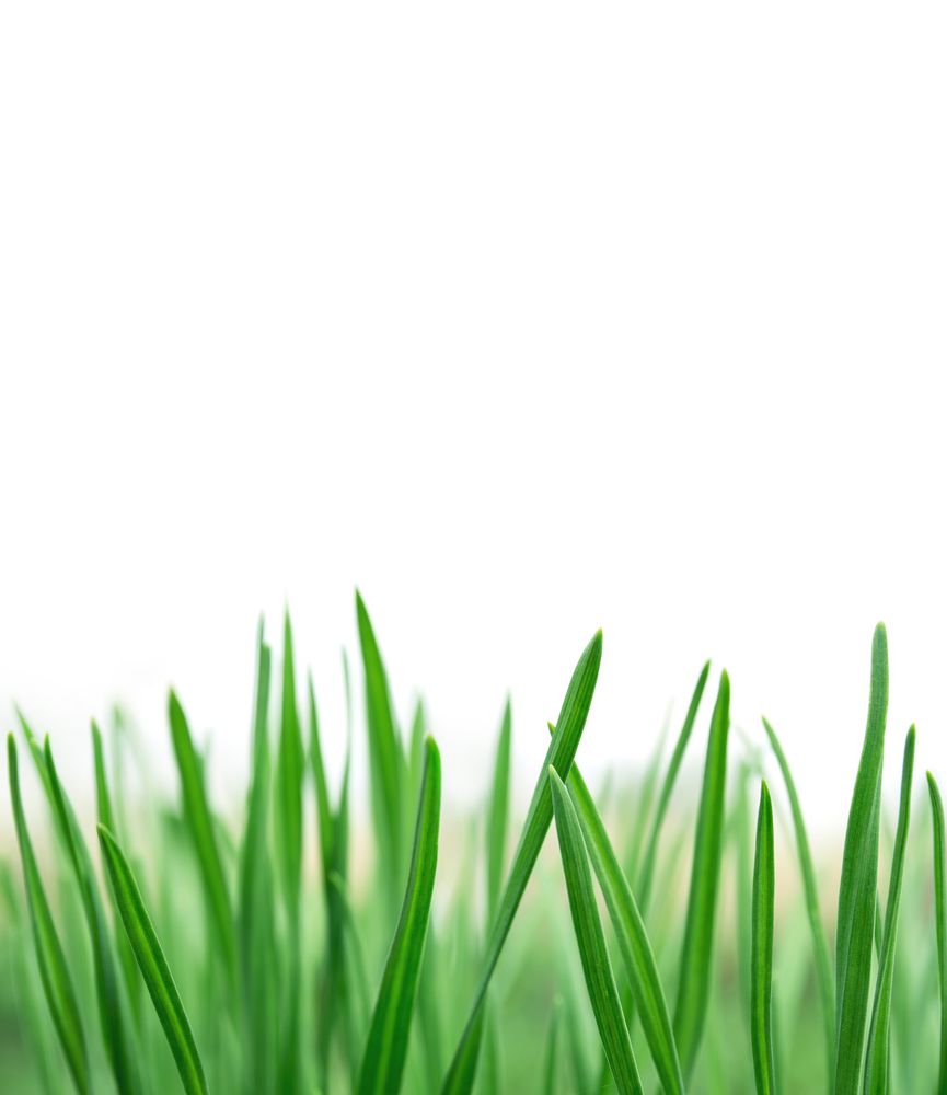 Spring or summer natural background with fresh green grass isolated over white with copy space