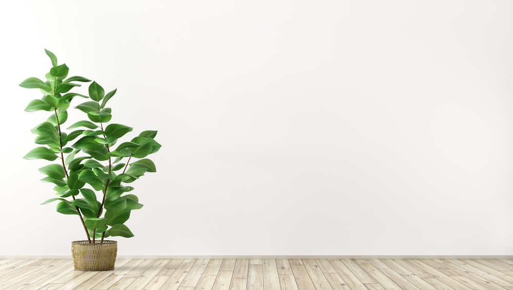 Empty interior background, room with white wall, vase with plant 3d rendering
