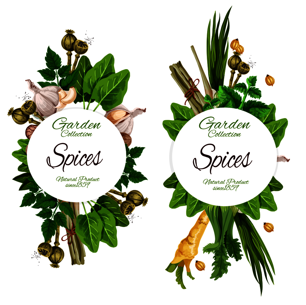 Organic spices and herbal seasonings. Vector ginger root, chicory or lavender and nutmeg, peppermint, garlic and olives, chili pepper or turmeric and sage, bay leaf. Organic spices and herbal garden seasonings