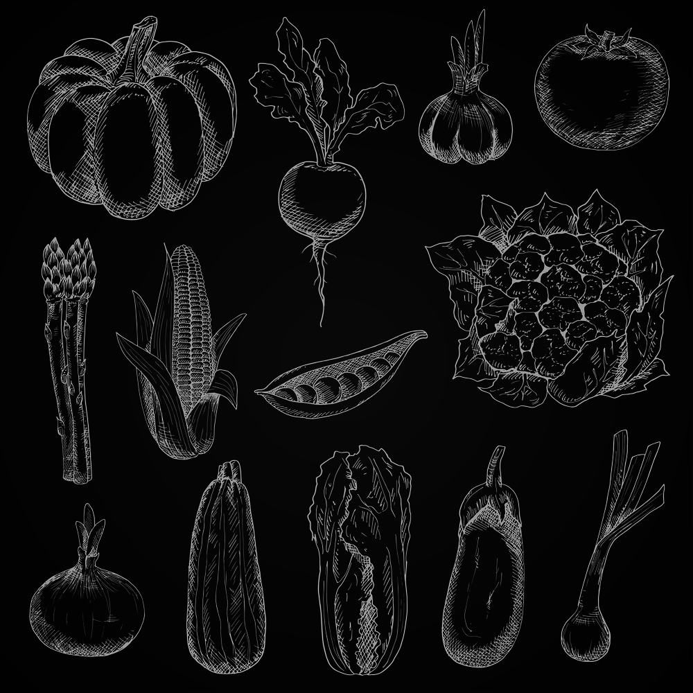 Chalk sketches of corn cob and onion, pumpkin and tomato, beet and pea, eggplant and garlic, zucchini and cauliflower, scallion, asparagus and chinese cabbage vegetables on blackboard. Vintage engraving stylized veggies for restaurant menu board design. Farm vegetables chalk sketches set