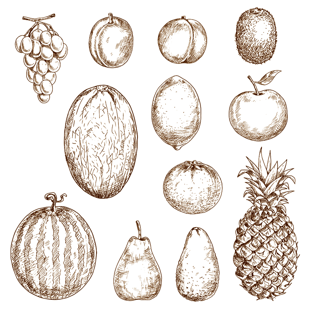 Fresh pear and lemon, orange and apple, plum and grape, peach and pineapple, kiwi and watermelon, avocado and melon fruits isolated sketches. Great for vegetarian dessert or recipe book, kitchen interior accessories and health food themes. Sketches of fresh harvested fruits
