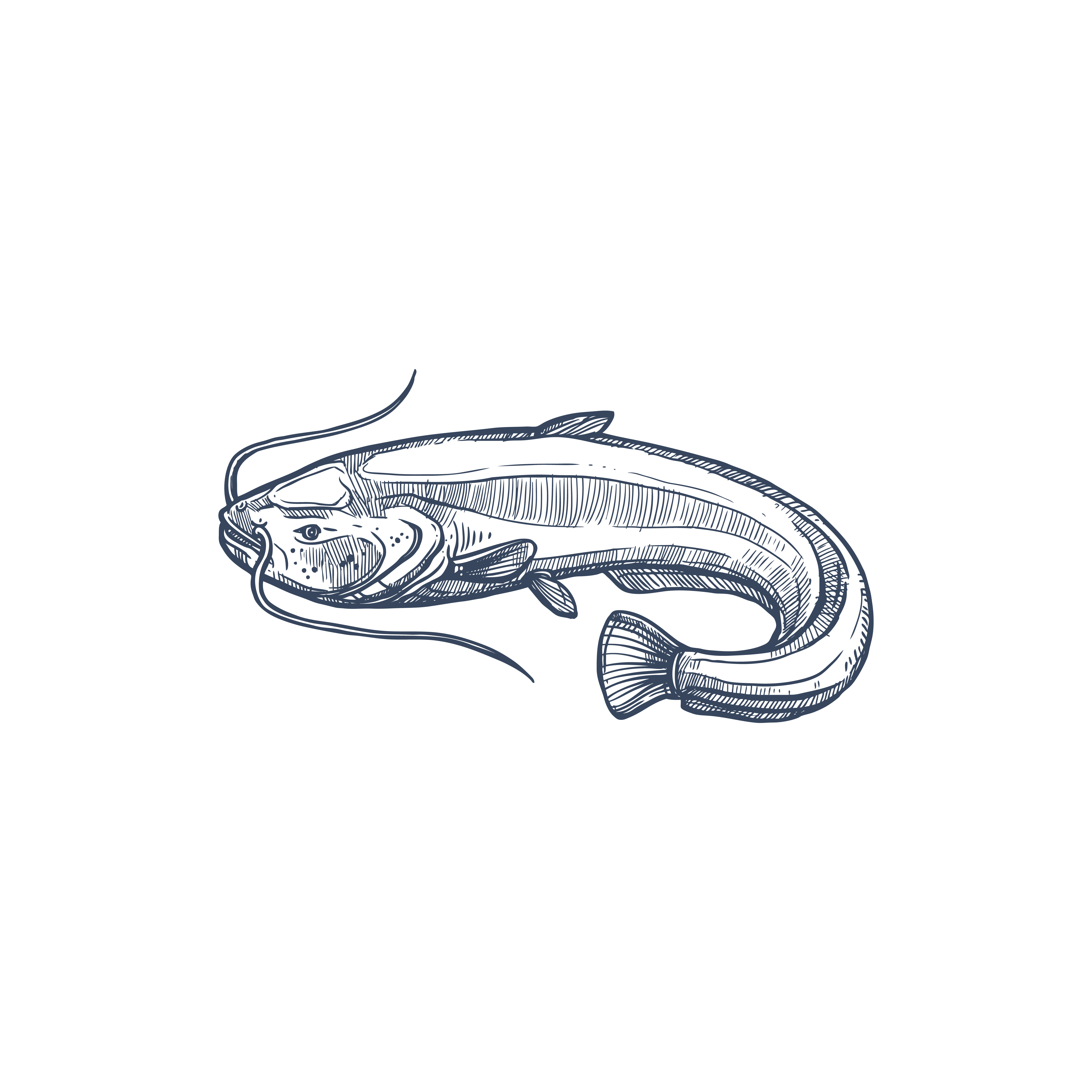 Sheatfish isolated common catfish monochrome sketch. Vector Siluridae species, ray-finished catfishes order Siluriformes or Nematognath. Mekong giant catfish, Candiru toothpick fish with whiskers. Catfish or sheatfish isolated ray-finished fish
