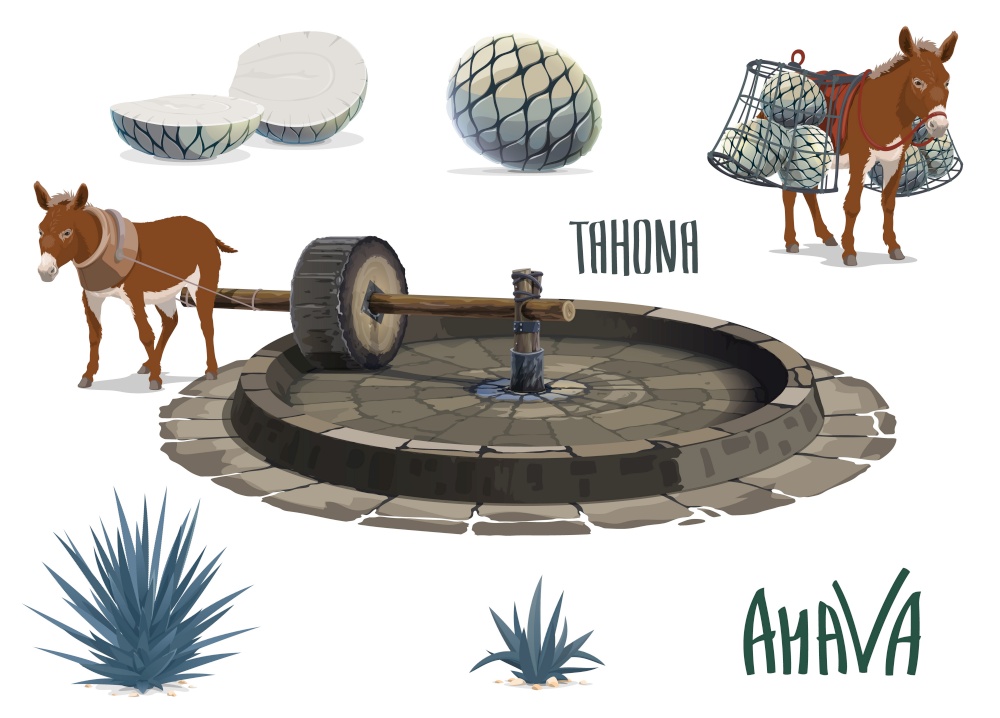 Blue agave growing and aguamiel extraction for tequila. Donkey or mule carrying agave pina heart or pineapple, pulling tahona stone mill wheel. Mexican tequila drink production, agave plantation tool. Agave juice extraction tool for tequila production