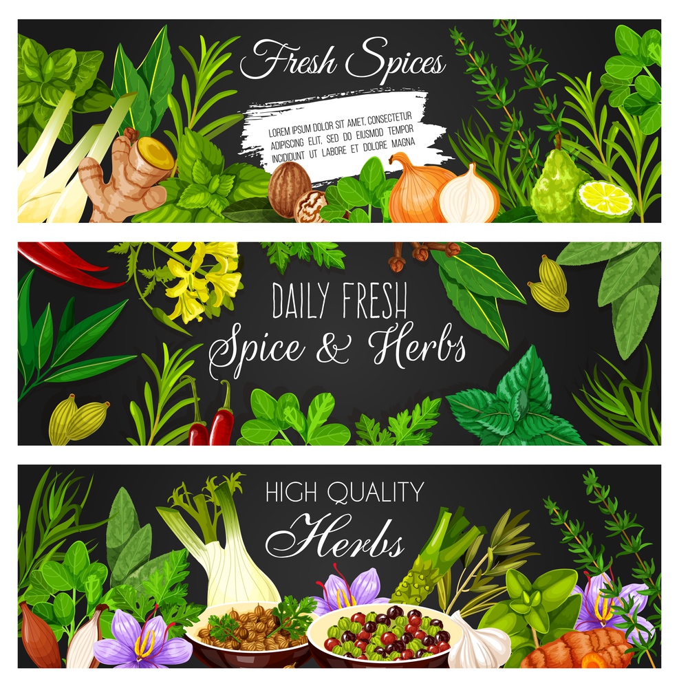 Herbs, spices and seasonings banners. Vector oregano, basil and ginger, marjoram, onion and tarragon, thyme, saffron and coriander, cilantro, peppercorn and wasabi, garlic, savory and turmeric, lime. Fresh herbs, spices and seasonings vector banners