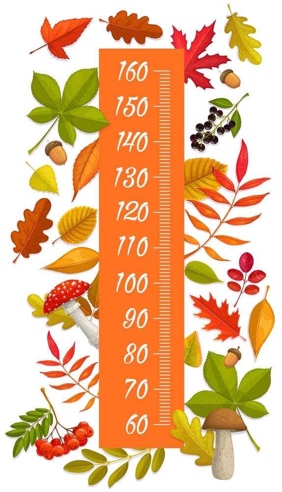 Kids height chart growth measure autumn leaves, berries, mushrooms and acorns. Vector wall sticker pediatric meter for children height measurement with cartoon autumnal plants. Stadiometer scale. Kids height chart growth measure autumn leaves