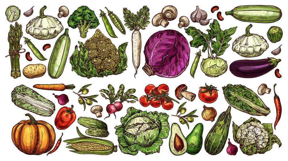 Farm and garden vegetable sketches. Hand drawn vector cabbage, cauliflower and asparagus, pumpkin, pattypan squash and eggplant, tomato, mushrooms and olives, radish, cucumbers and peppers, avocado. hand drawn farm and garden ripe vegetables set
