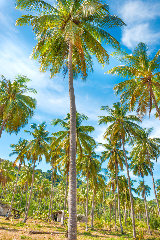 Landscape of green tropical forest with many coconut palm trees