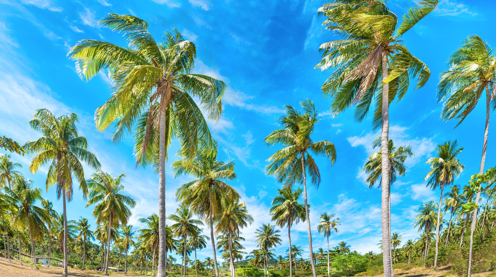 Panoramic landscape of green tropical forest with many coconut palm trees