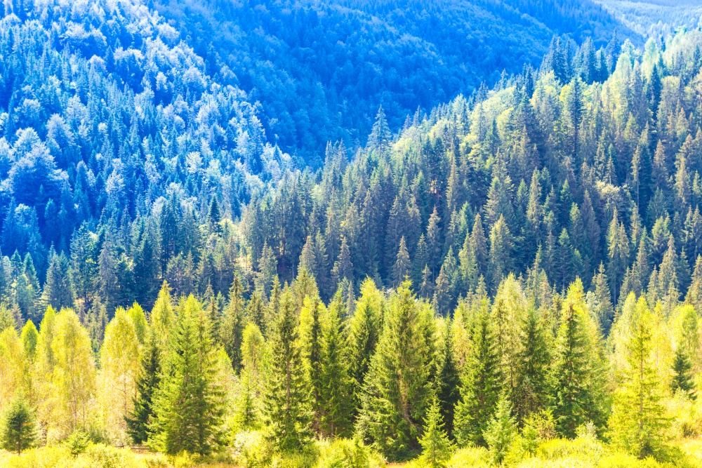 Sunny pine tree forest on blue mountain