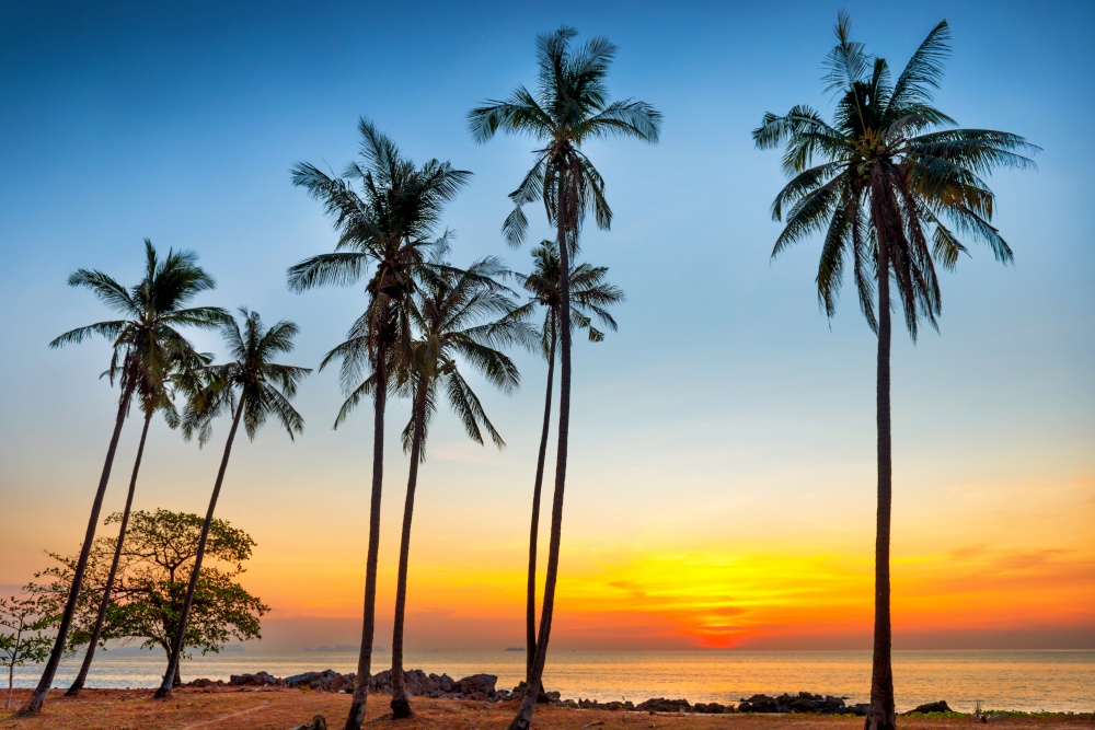 Palm trees on sunset sea coast as paradise holiday summer nature background