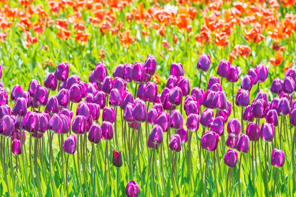 Many lilac and red tulips flowers on the field. Floral texture