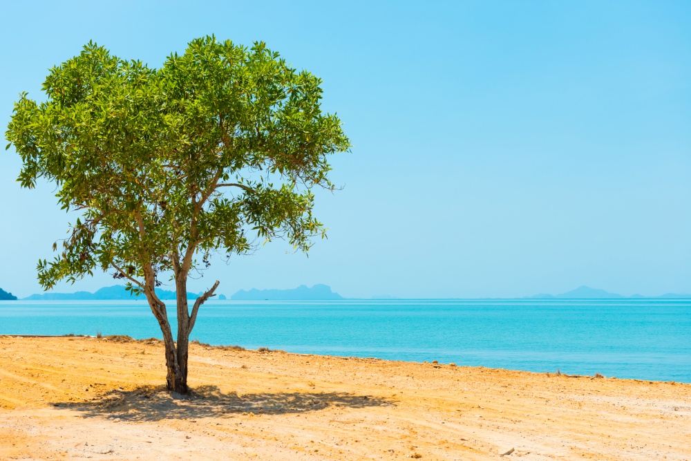 Green tree in desert and landscape with island on blue sea. Thailand, Ko Lanta island