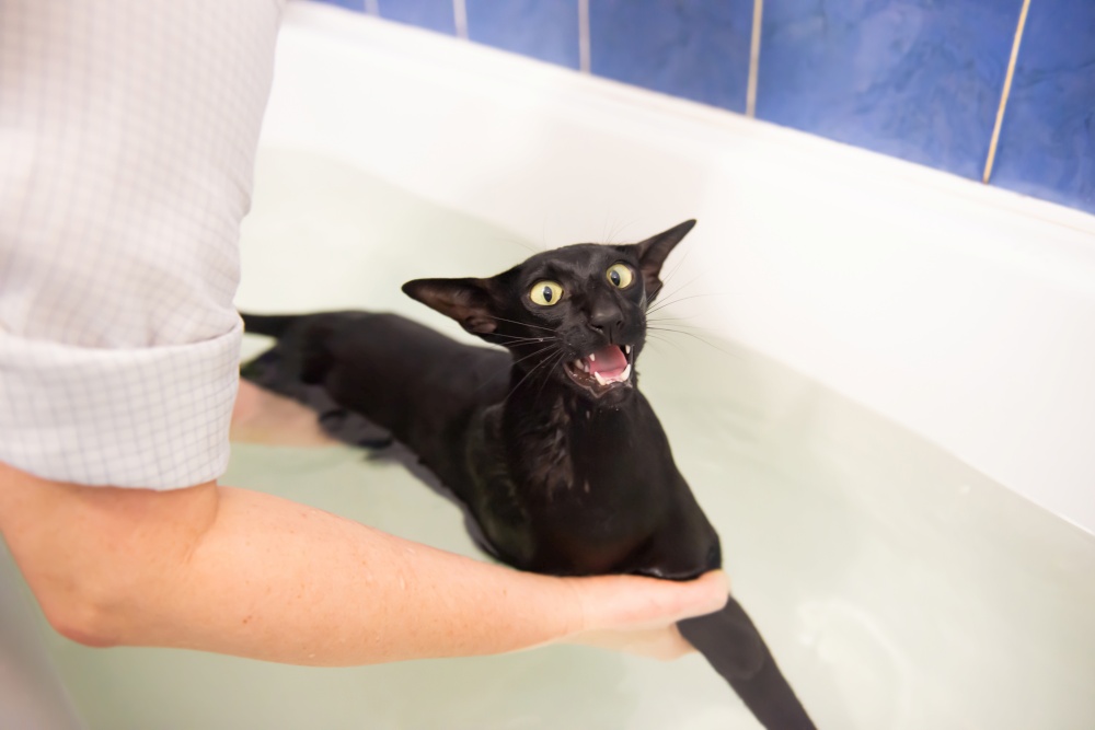 Black cat in water taking bath. Black oriental cat