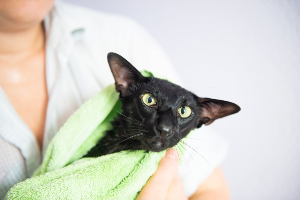 Black wet cat in towel after bath. Black oriental cat