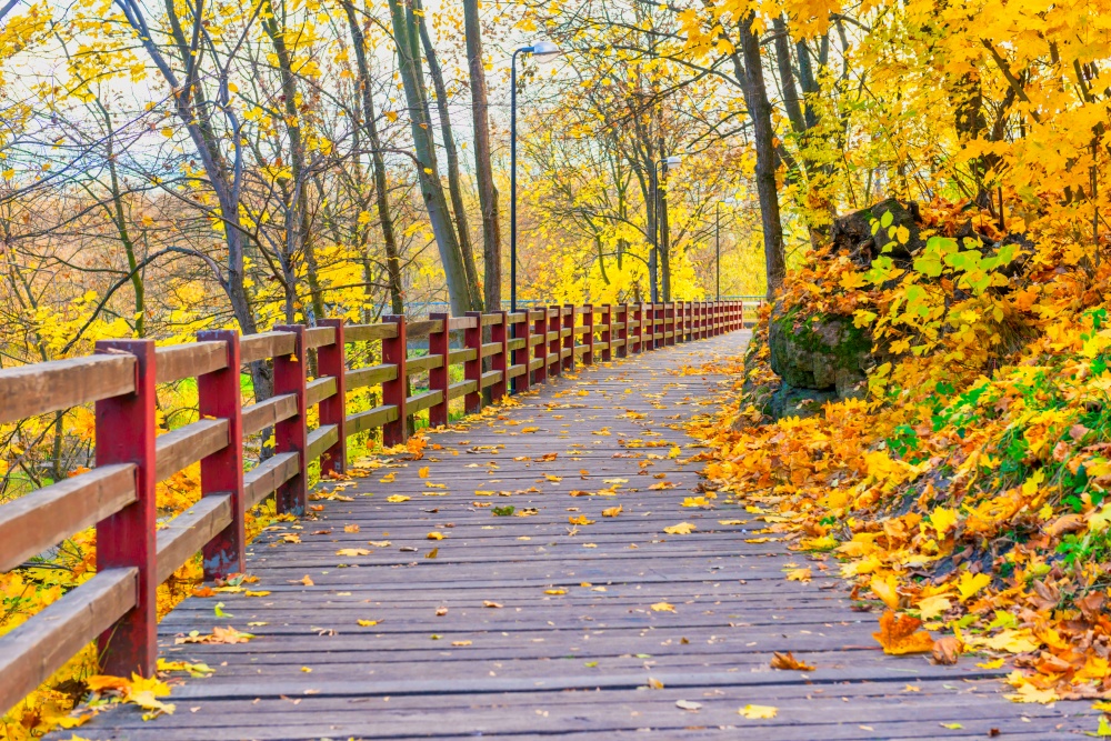 Wooden bridge with autumn fall forest with autumn trees and yellow leaves