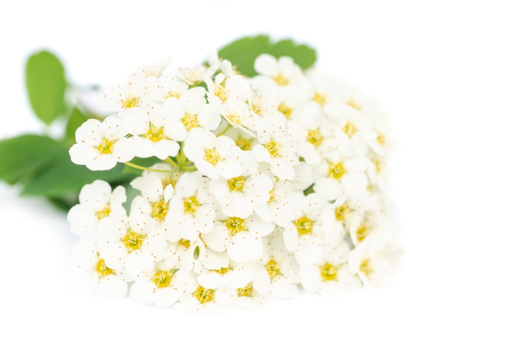 White flowers bouquet with green leaves isolated on white background
