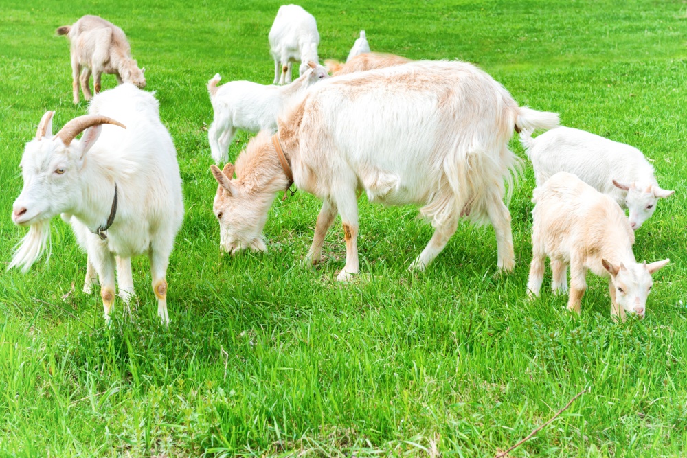 White little goat with kid on green grass field