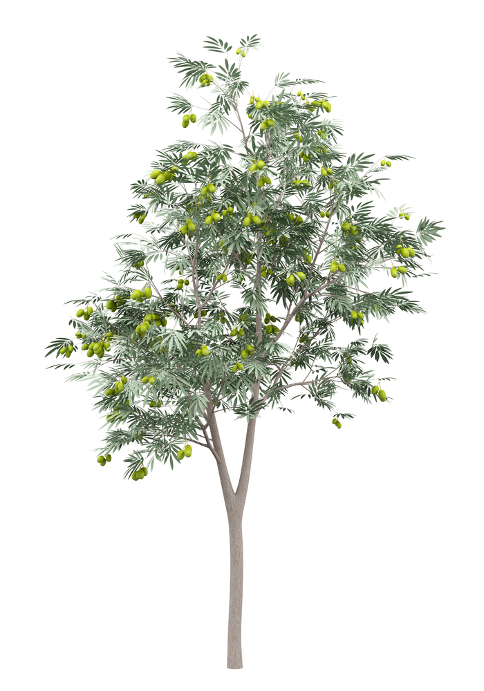 olive tree with olives isolated on white background. 3d illustration