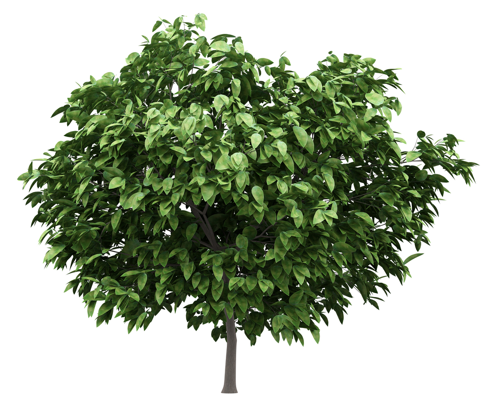pomelo tree isolated on white background. 3d illustration