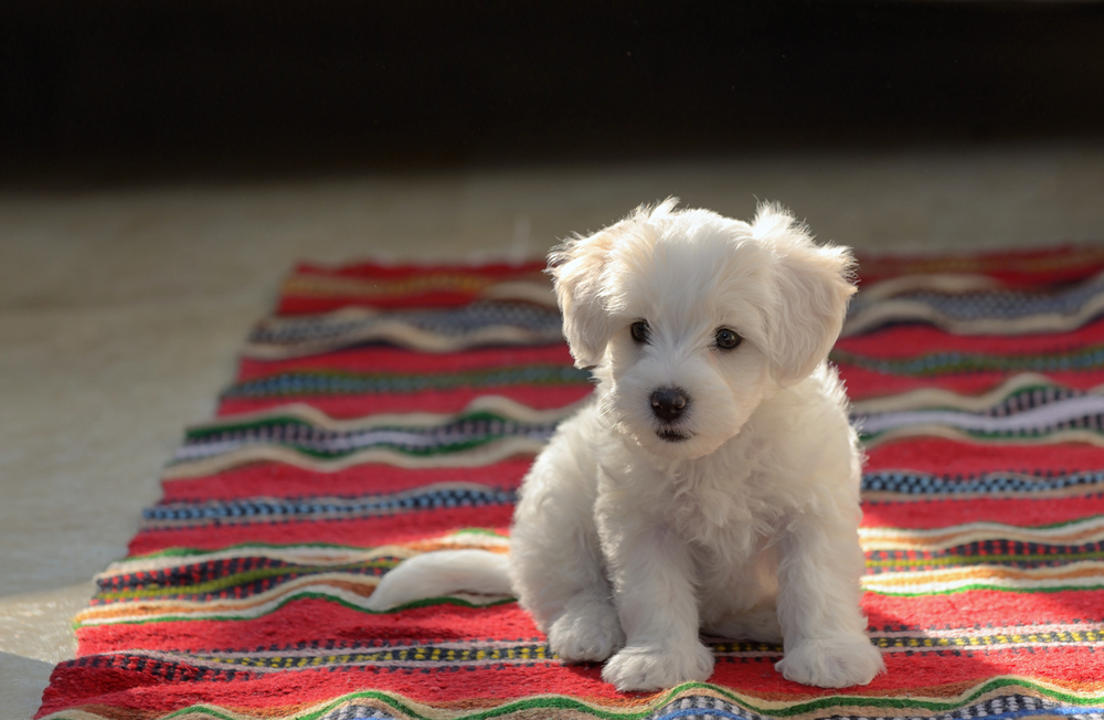 White puppy maltese dog sitting on red carpet