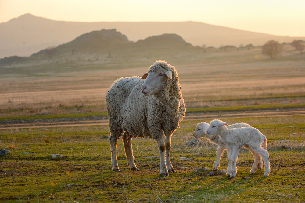 Sheep and two lambs on sunset field