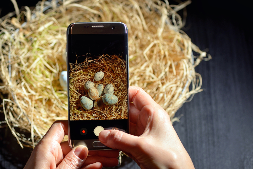 Hands holding phone and making photo of easter eggs in nest