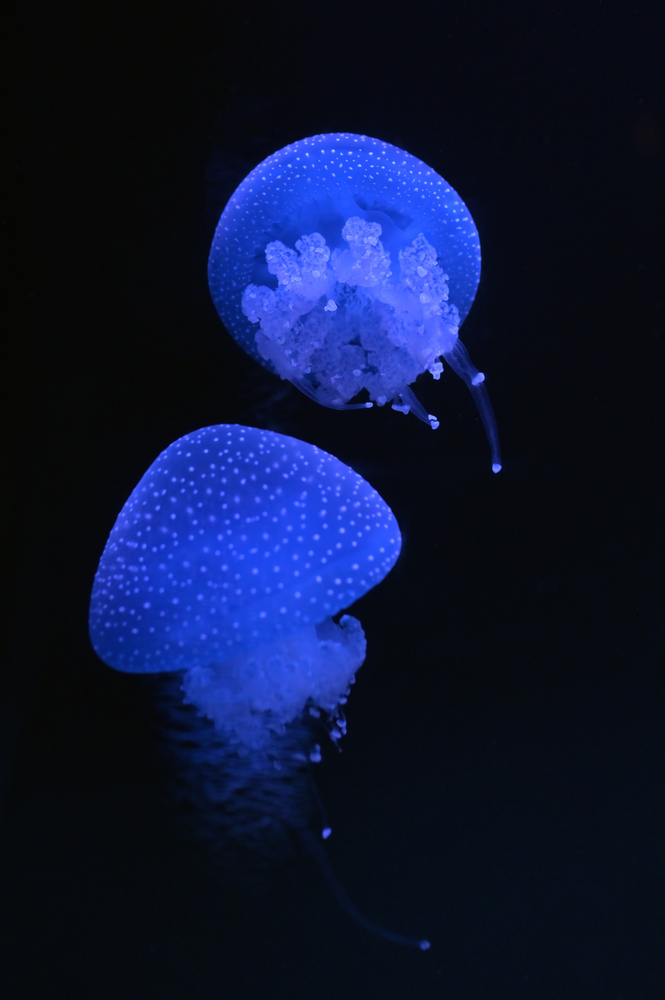 White-spotted jellyfish swimming in aquarium