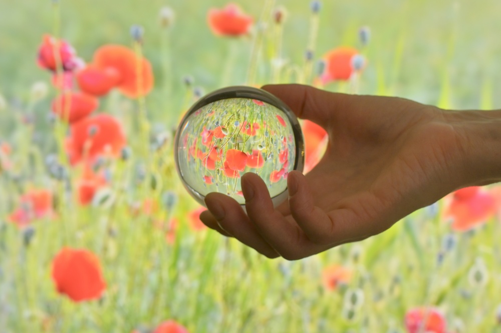 A Glass Lens ball and Field of poppies in summer