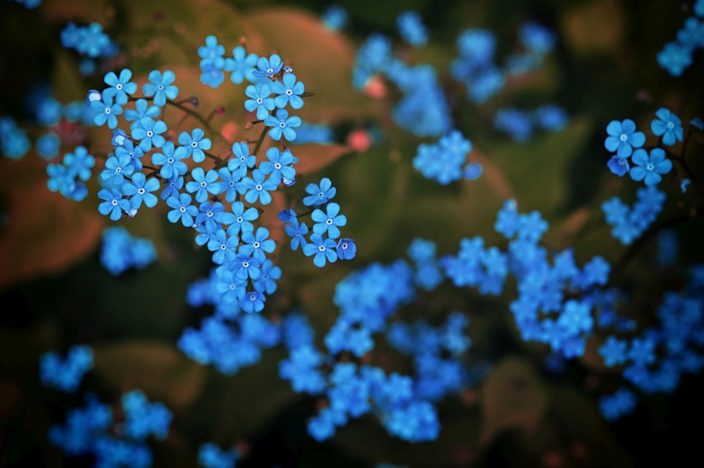 Closeup Brunnera macrophylla or Siberian bugloss blue flowers
