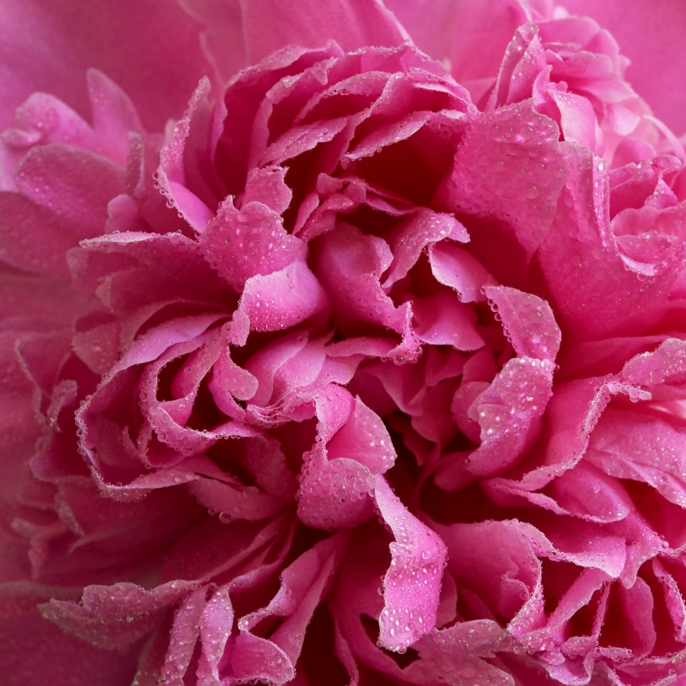 Closeup Pink Peony Flowers Bouquet In Vase