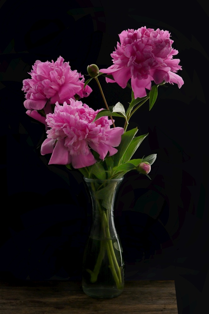 Closeup Pink Peony Flowers Bouquet In Vase on Black Background