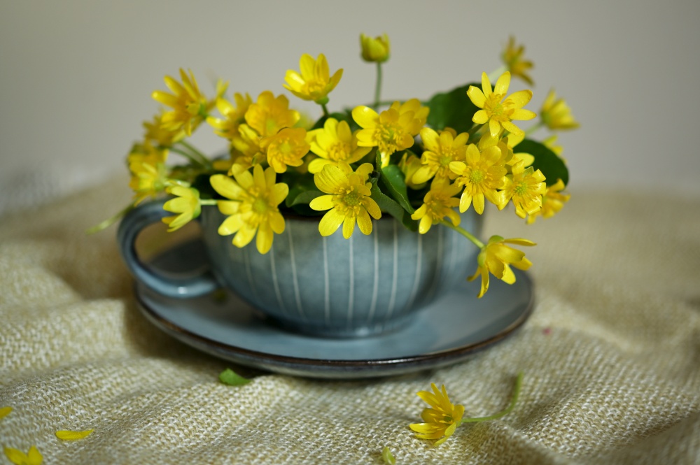 Closeup Of A Yellow Lesser Celandine Flower in Tea Cup