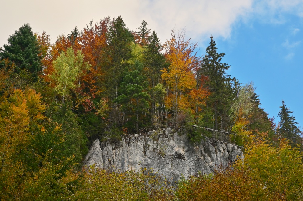 Autumn trees in October Forest. Zarnesti, Brasov, Romania