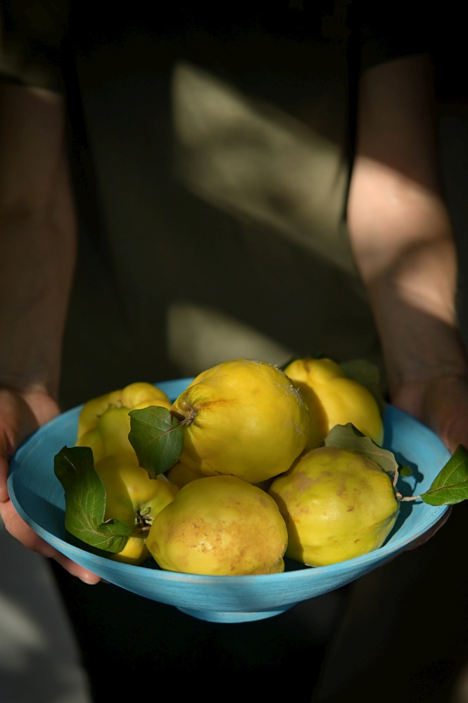 Woman holding Basket With Freshly Harvested Quinces Cydonia Oblonga