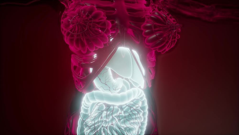 science anatomy scan of human body with visible digestive system. Human Body with Visible Digestive System