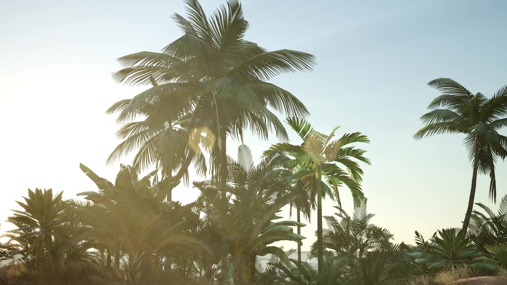 sunset beams through palm trees at jungle rainforest. Sunset Beams through Palm Trees