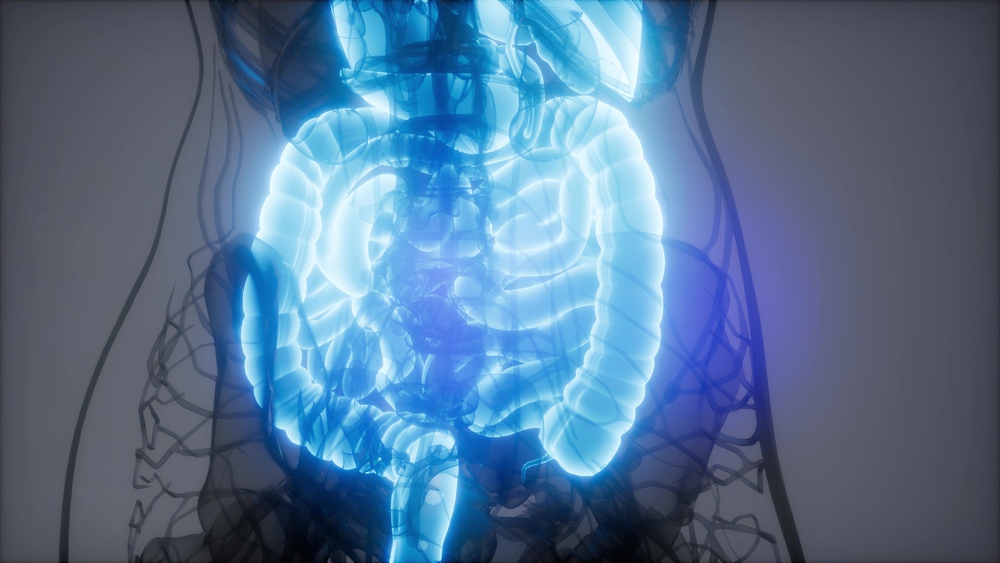 3d illustration of human digestive system parts and functions