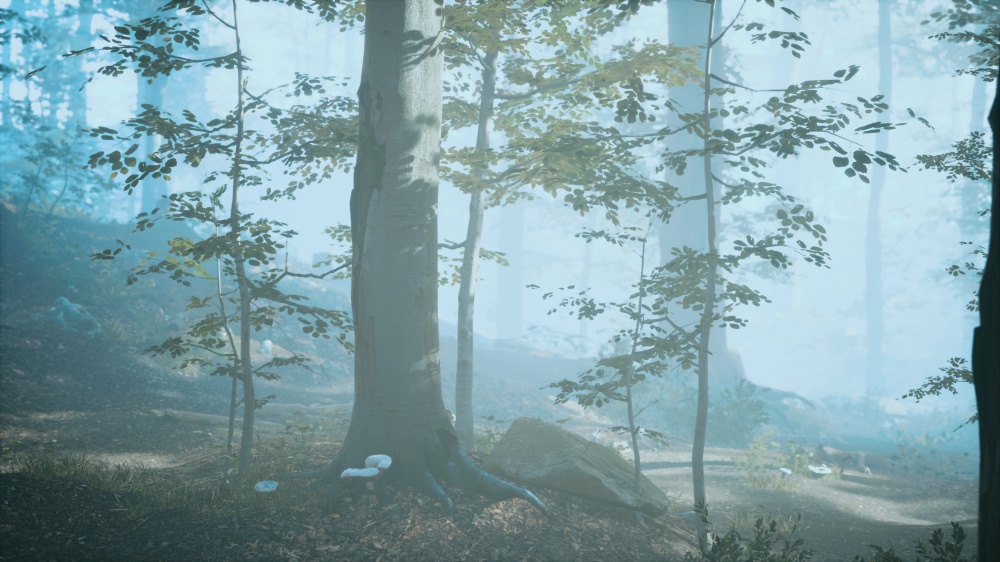 panorama of green forest at cold foggy morning