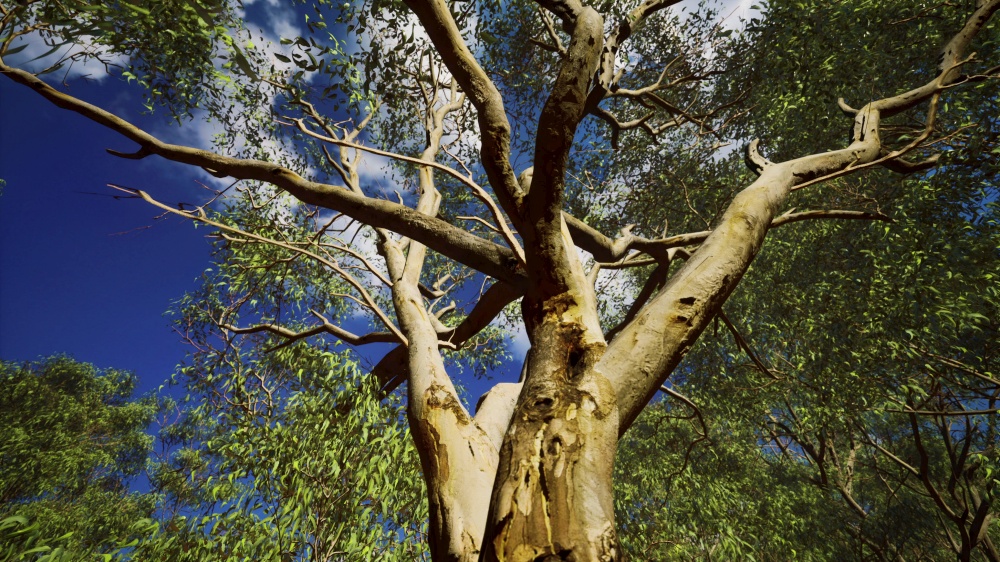 eucaliptus in Australia red Center