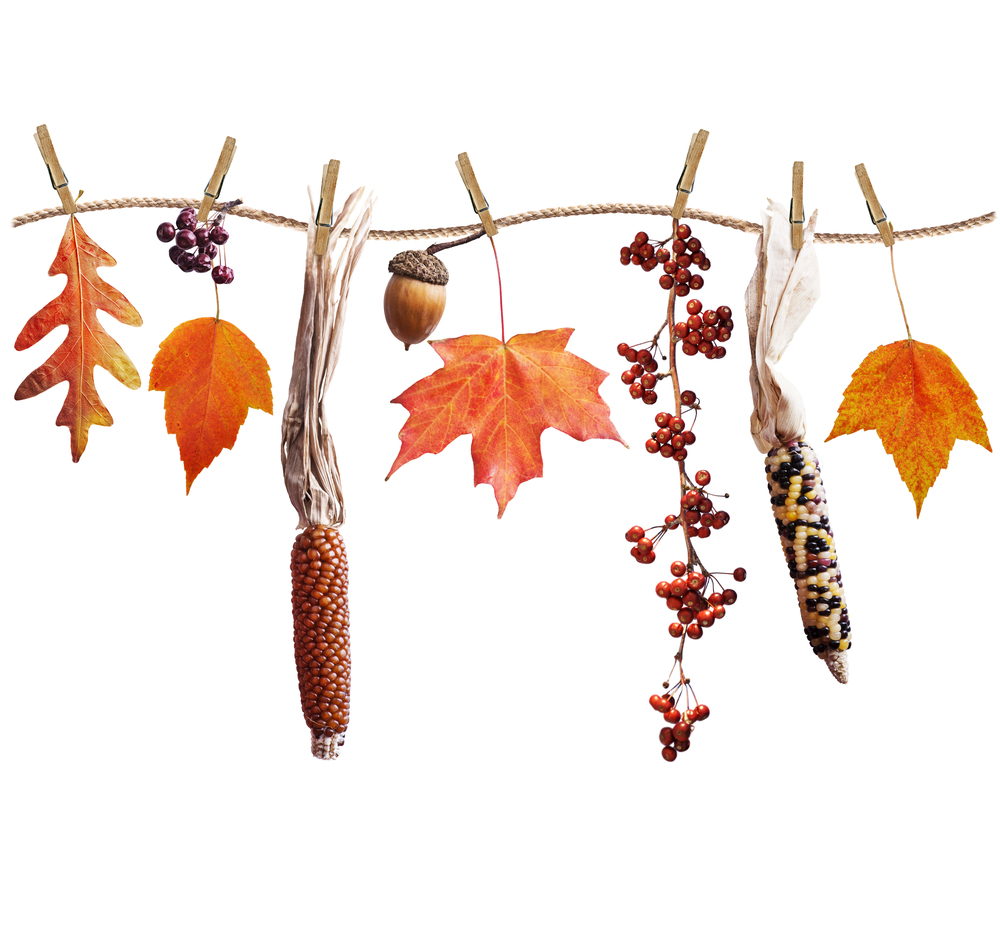 colorful autumn leaves berries and seeds arrangement isolated on white background