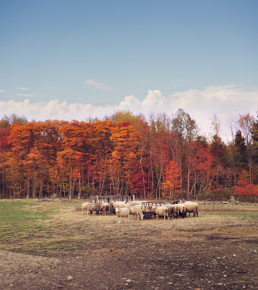 Colorful autumn trees  in a sheep farm