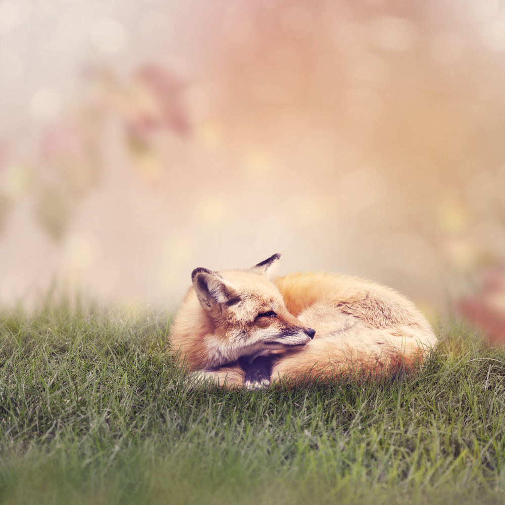 Red fox ( Vulpes vulpes) resting in the grass