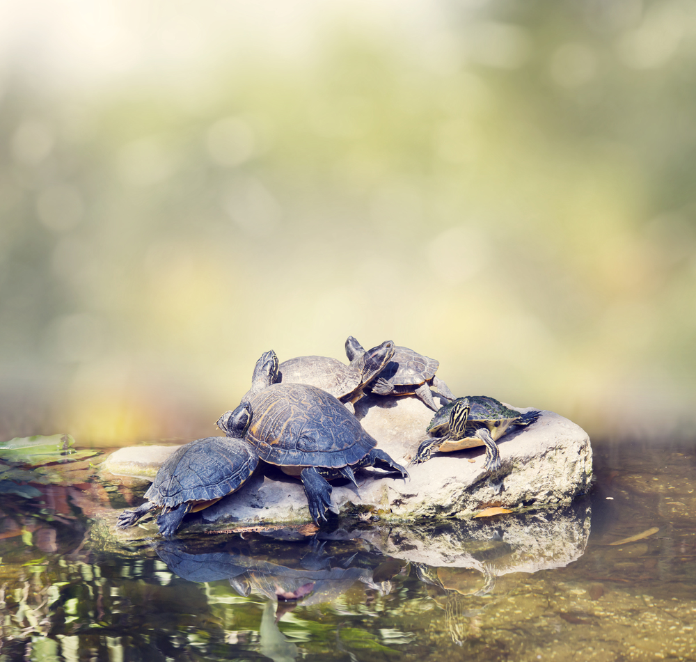Florida Turtles Sunning on the rocks in Florida wetlands